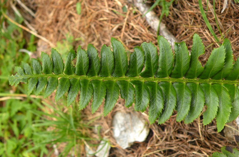 Polystichum lonchitis / Felce lonchite